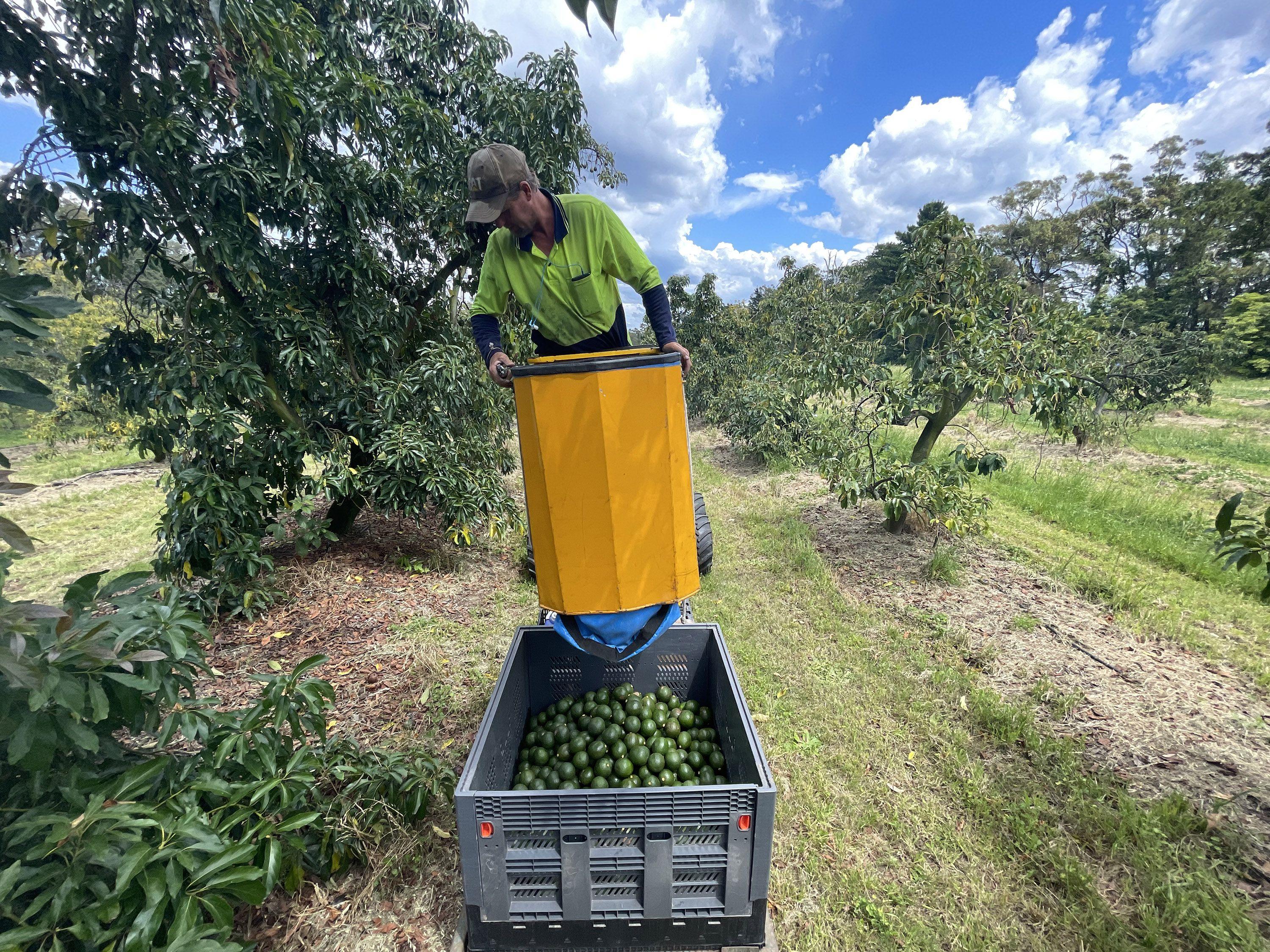 Workers carefully harvesting ripe avocados in Queensland orchards