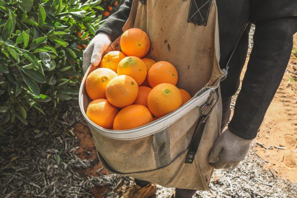 Central Burnett citrus harvest