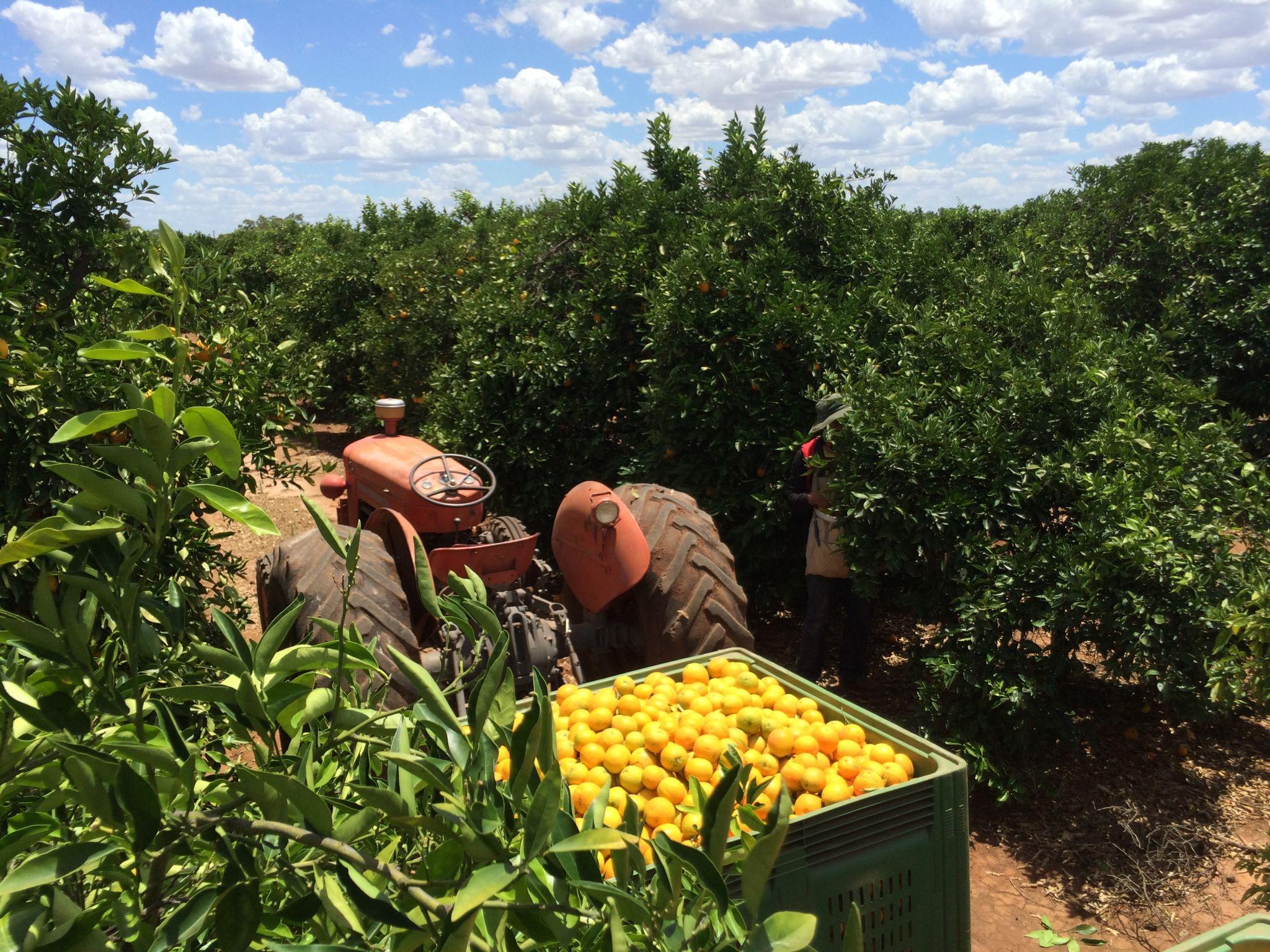 Citrus harvest