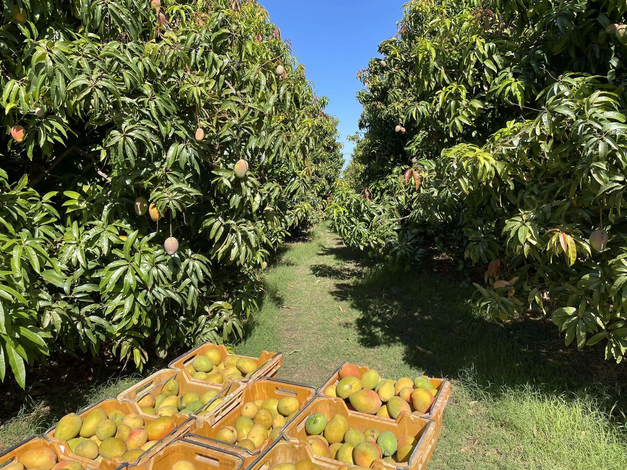 Mangoes harvest