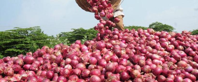 Onions harvest
