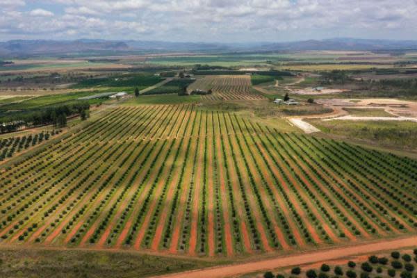 Scenic Queensland avocado farms and growing regions