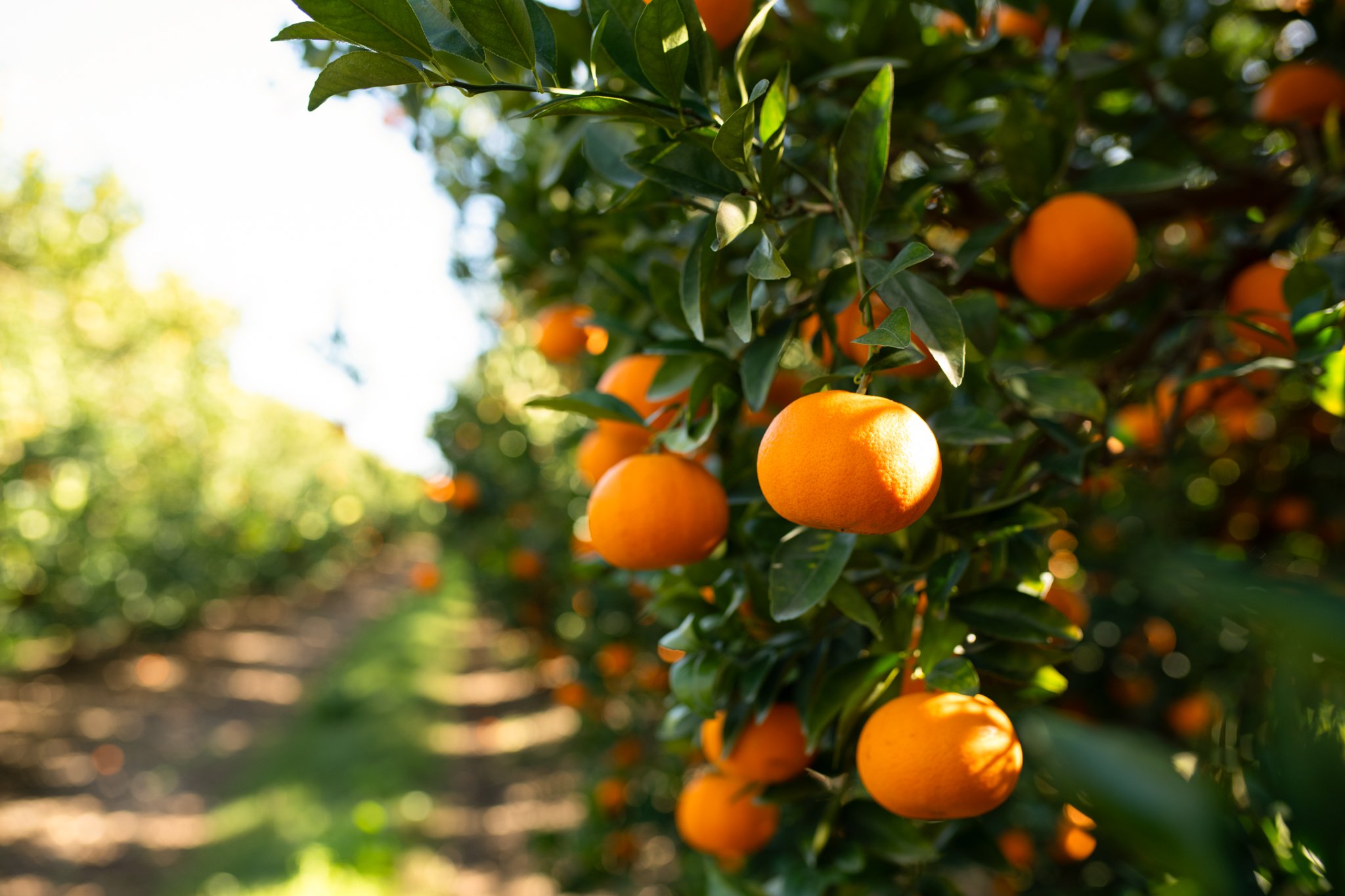 Queensland citrus farms and growing regions
